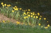 14th Mar 2012 - Flipping daffodils!