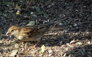 14th Mar 2012 - Female House Sparrow