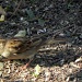 Female House Sparrow by mej2011