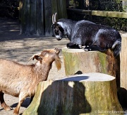 13th Mar 2012 - Goats