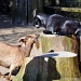 Goats by stownsend