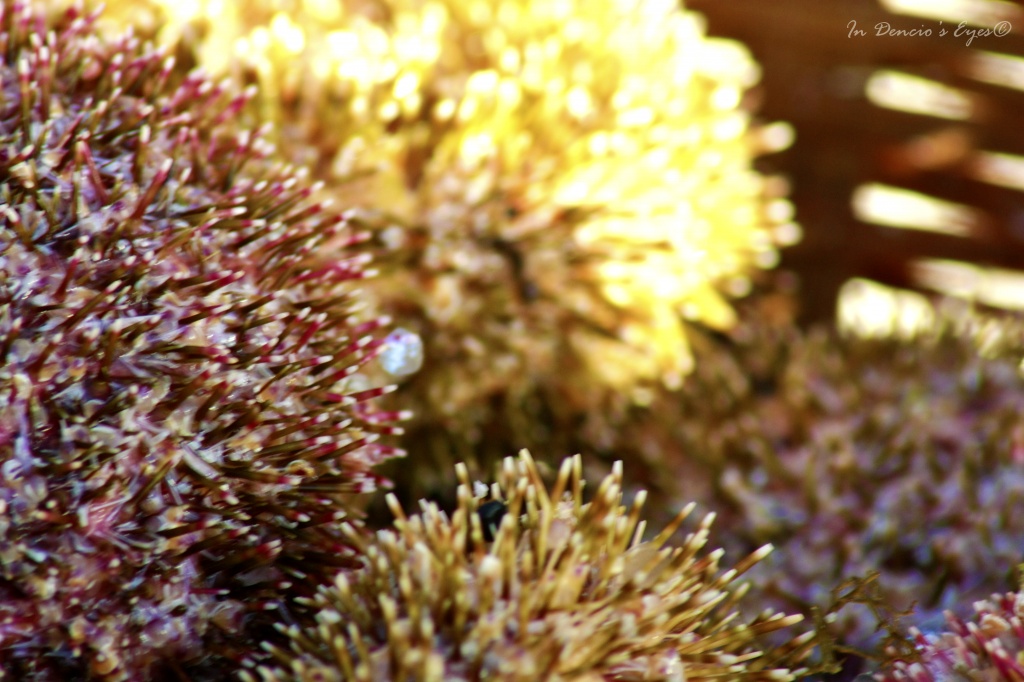 Sea Urchin  by iamdencio