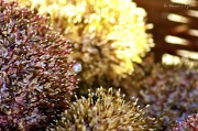 12th Mar 2012 - Sea Urchin 