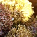 Sea Urchin  by iamdencio