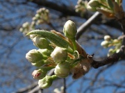 12th Mar 2012 - Blossom