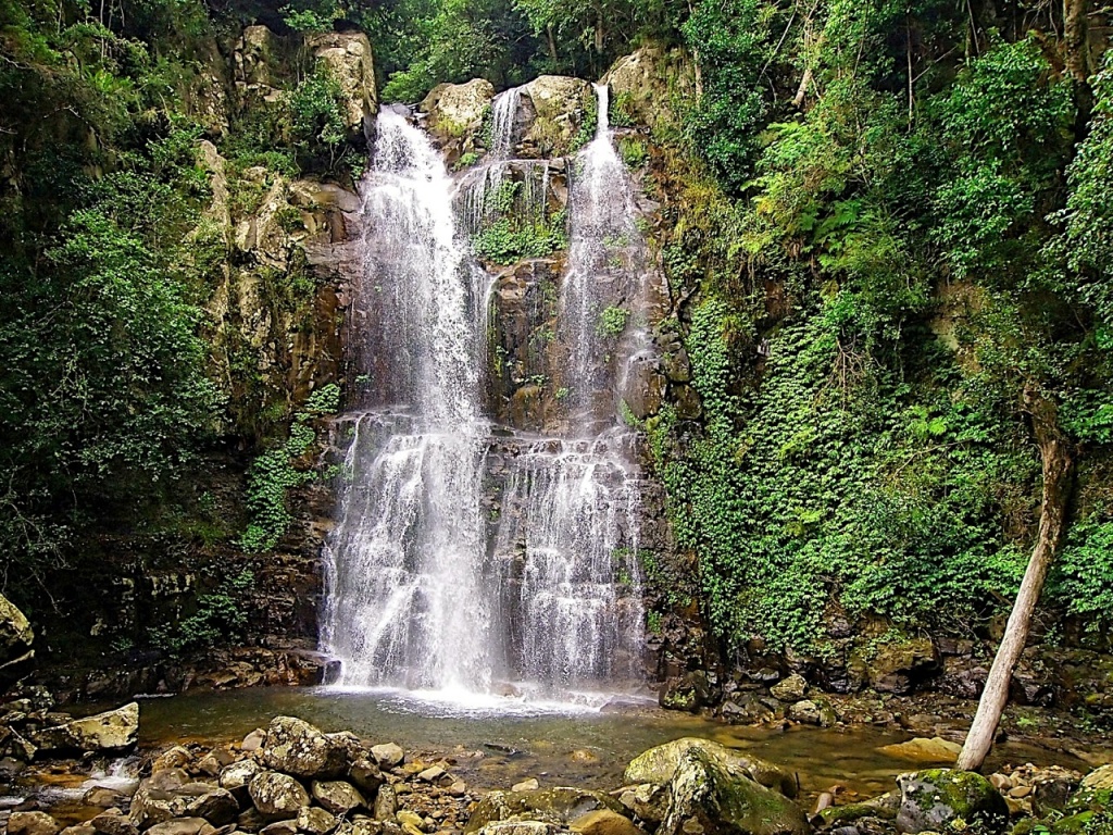 Minnamurra Rainforest by peterdegraaff