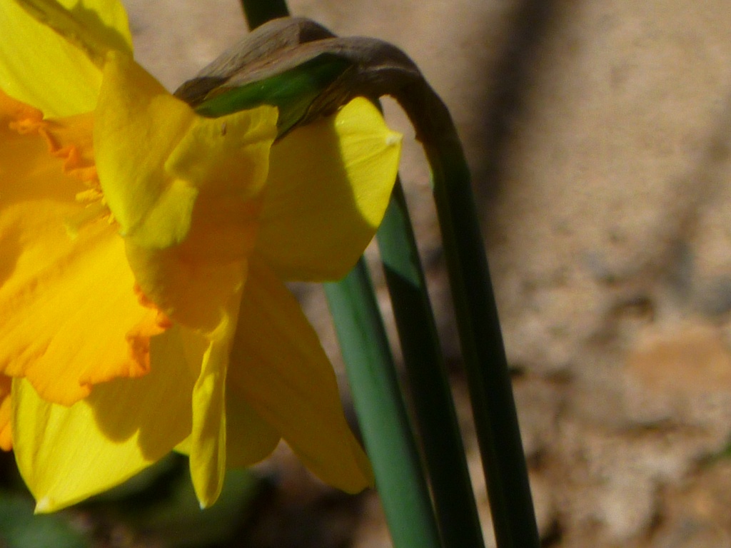 Daffodil in the Breeze by tatra