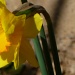 Daffodil in the Breeze by tatra