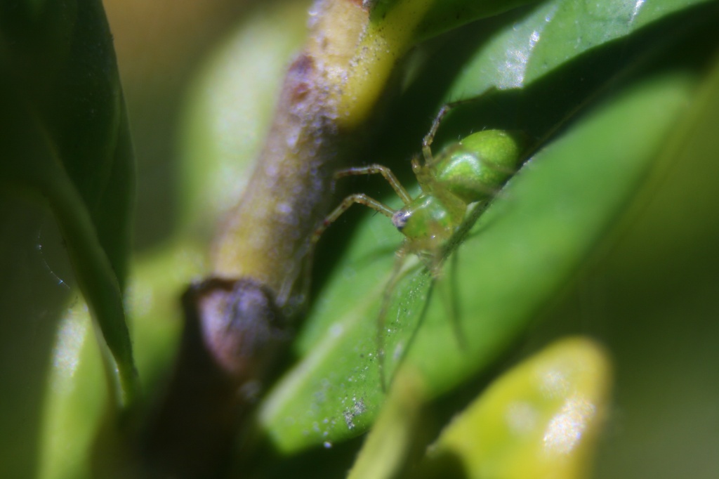 Green Spider by kerristephens