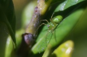 14th Mar 2012 - Green Spider