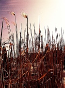 10th Mar 2012 - Spring grasses