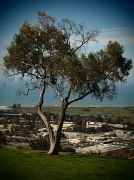 1st Mar 2012 - Tree