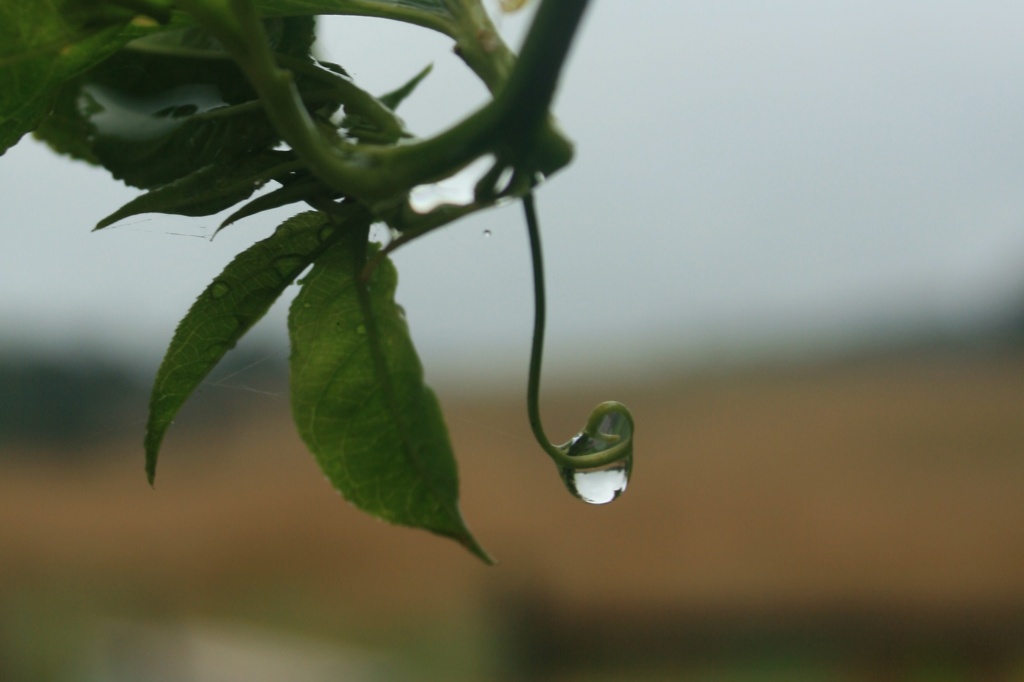 Rain on the Vine by wenbow