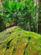 15th Mar 2012 - Under the rainforest canopy