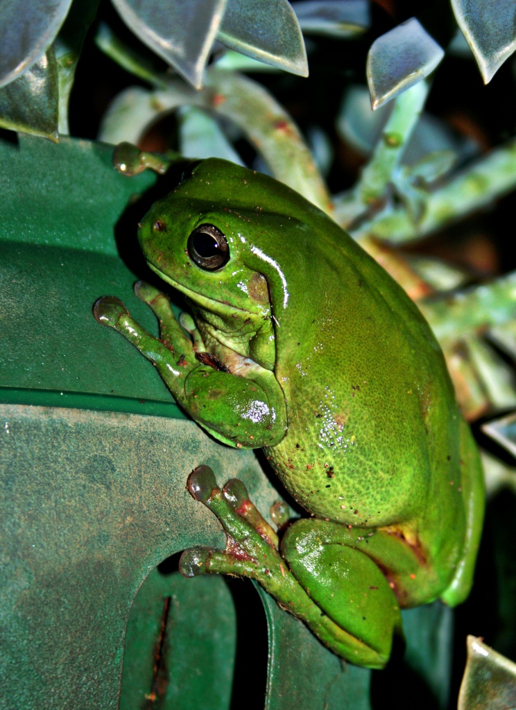 It's a frog on a pot plant by corymbia