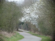 15th Mar 2012 - The cycle track