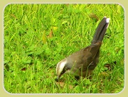 15th Mar 2012 - Grey-crowned Babbler