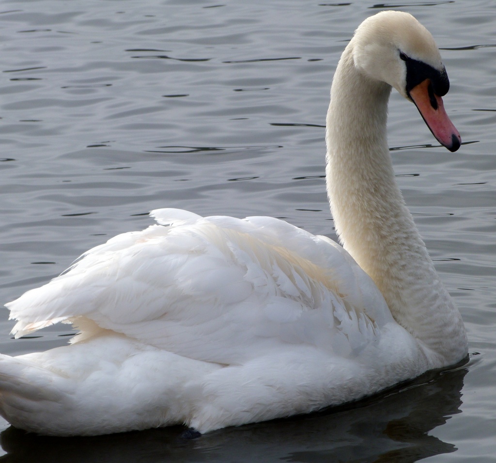 Swan at Wyndley Pool by calx