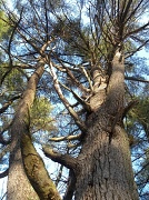 15th Mar 2012 - MIghty White Pine