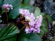 15th Mar 2012 -  Pink Flower 