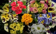 16th Mar 2012 - An orgy of colors