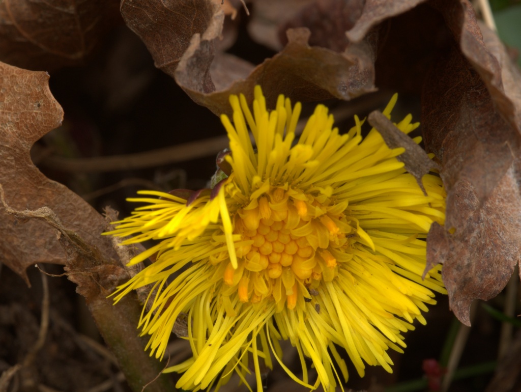 Coltsfoot by jayberg