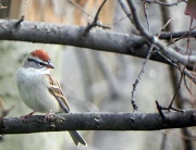 15th Mar 2012 -  Male Chipping Sparrow