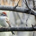  Male Chipping Sparrow by mej2011