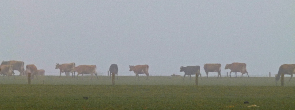 meandering towards the milking parlour in the mist by jantan