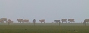 15th Mar 2012 - meandering towards the milking parlour in the mist