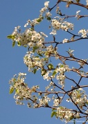 15th Mar 2012 - Pear Tree