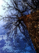 13th Mar 2012 - tree