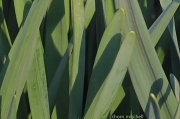 13th Mar 2012 - Blades of green…