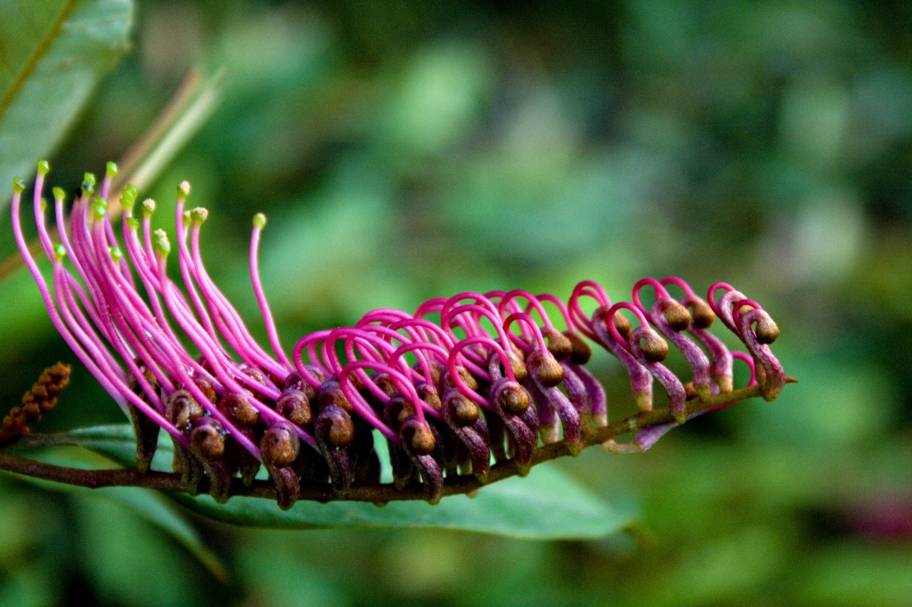 Pink on green by corymbia