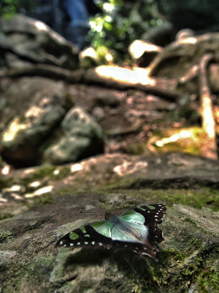 Butterfly watching the waterfall by peterdegraaff