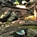 Butterfly watching the waterfall by peterdegraaff