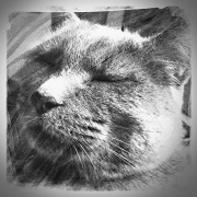 16th Mar 2012 - kittyface