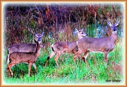 16th Mar 2012 - Deer Family