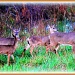 Deer Family by vernabeth