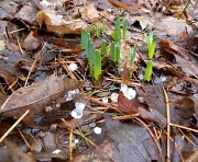 16th Mar 2012 - Hailing Spring!