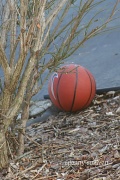 15th Mar 2012 - 075 Basketball Season
