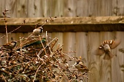 16th Mar 2012 - flighty bird 2