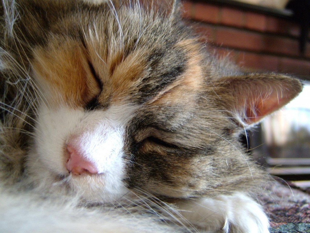 (One From The Kitt Vault) Kitt Sleeping by itsonlyart
