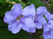 16th Mar 2012 - Beautiful Purples