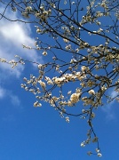 7th Mar 2012 - Blossom and Blue Sky