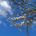 Blossom and Blue Sky by helenmoss