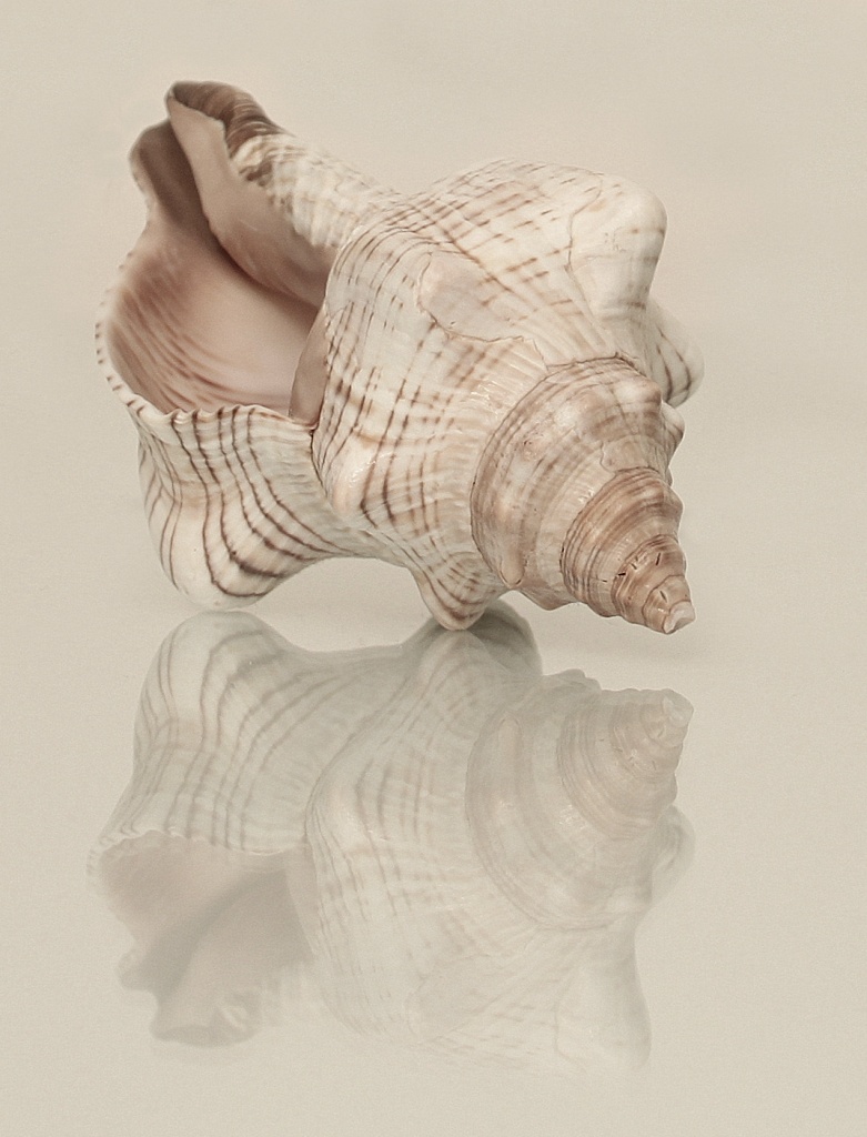 Shells by dulciknit