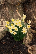 17th Mar 2012 - At The Root Of Spring