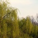 Wind Through The Willows by digitalrn