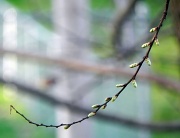 16th Mar 2012 - Branching Out